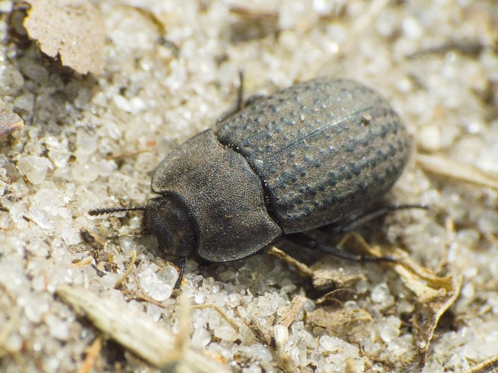 Opatrum sabulosum (Linnaeus, 1761)